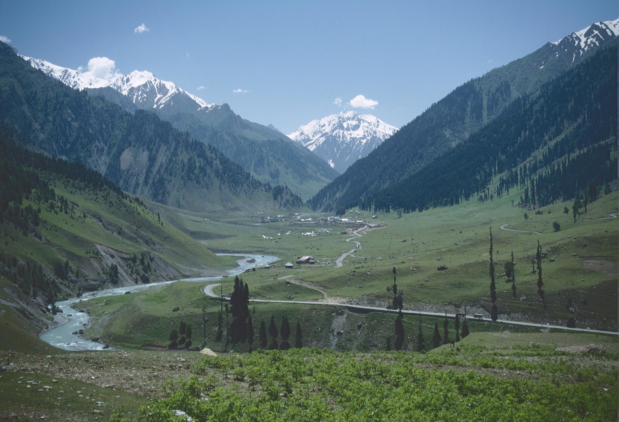 Kashmir Saffron Hills: Nguồn Nhụy Hoa Nghệ Tây Cao Cấp