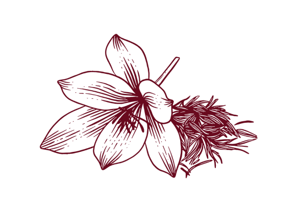 saffron flower illustration