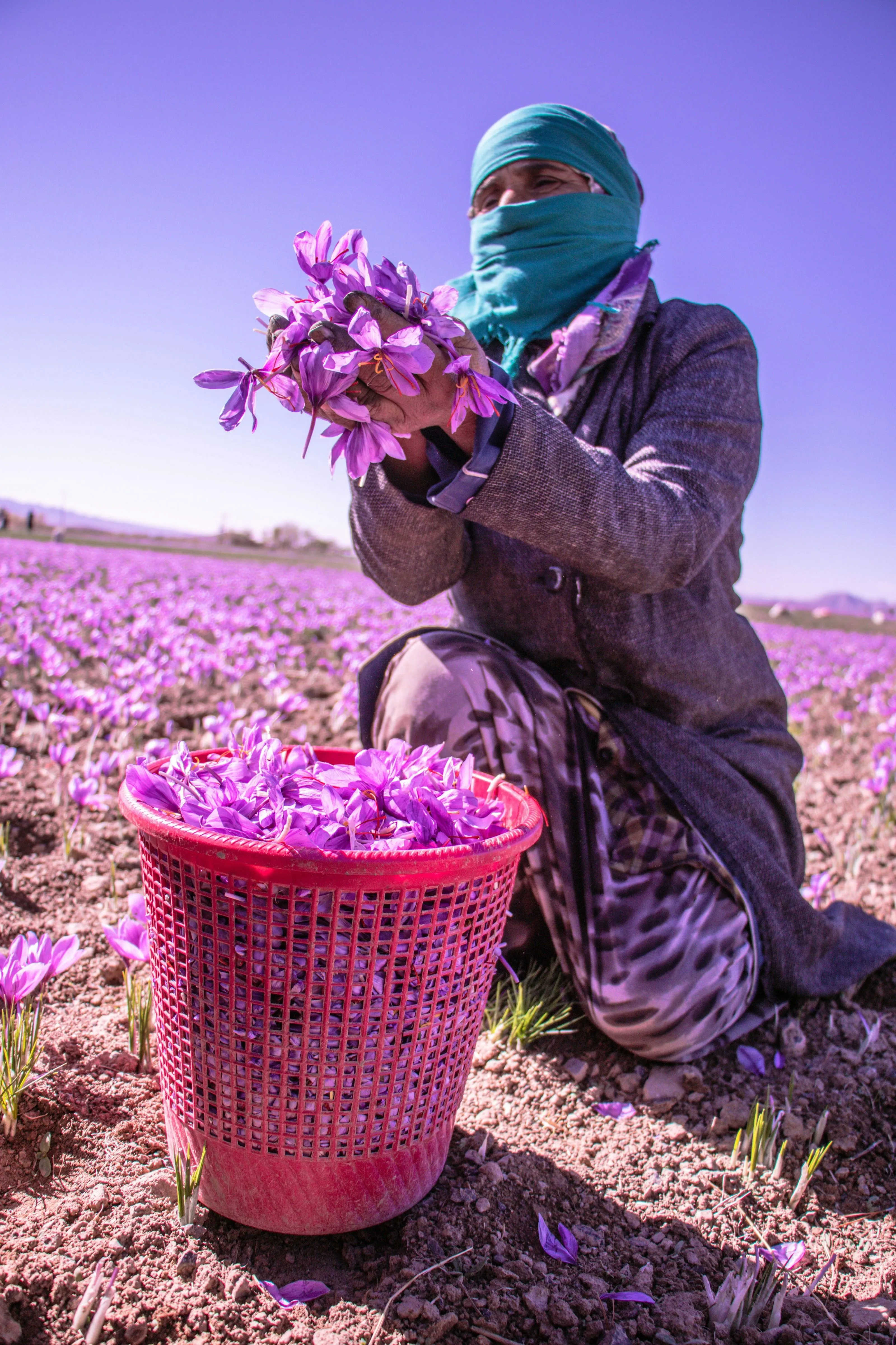 Thu hoạch Nguỵ Nghệ Tây tại Kashmir, Ấn Độ.