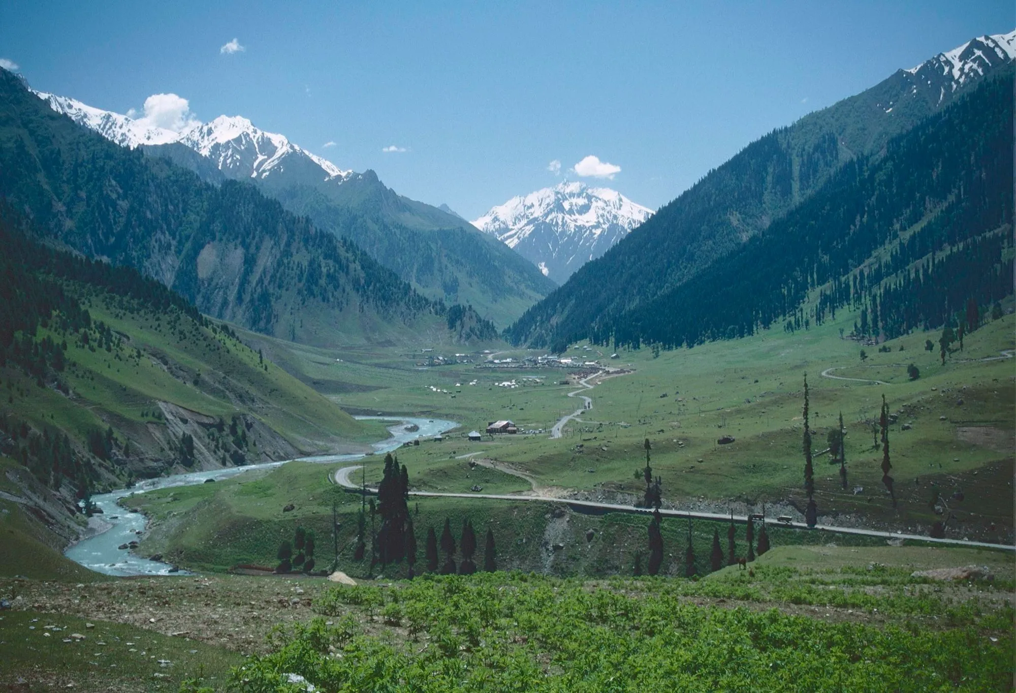 Kashmir Saffron Hills: Nguồn Nhụy Hoa Nghệ Tây Cao Cấp